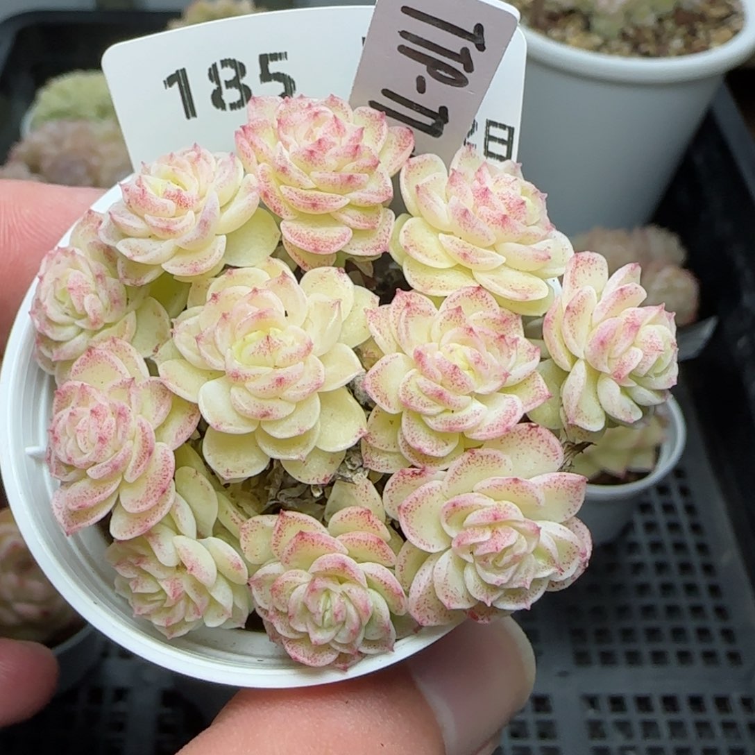 0212-185（TTP-77-1）