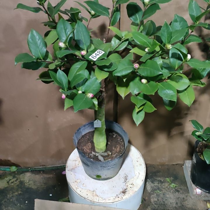 648姚黄，原盆原土发货，不包邮