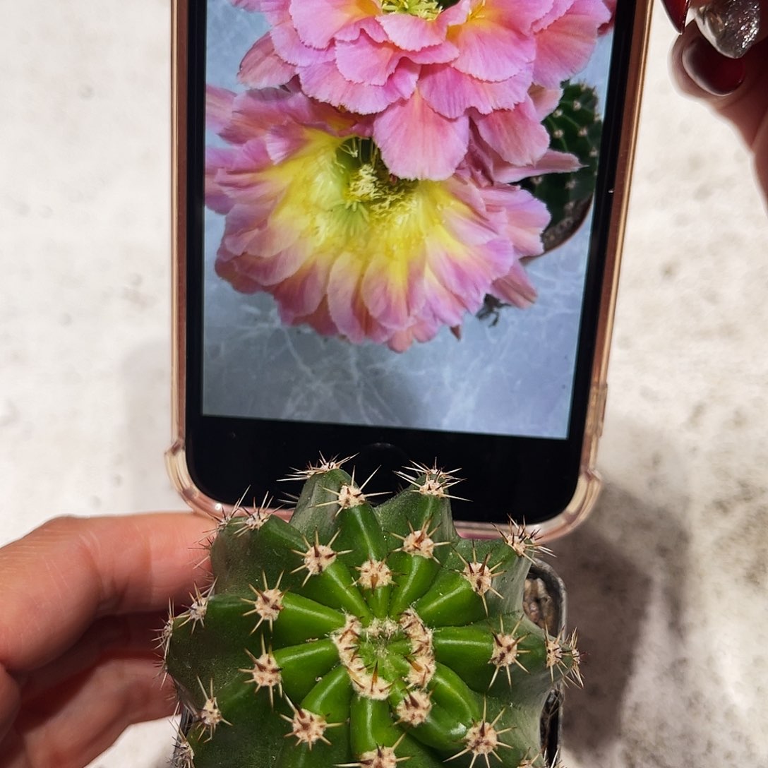 彩草星火带根4-5公分左右