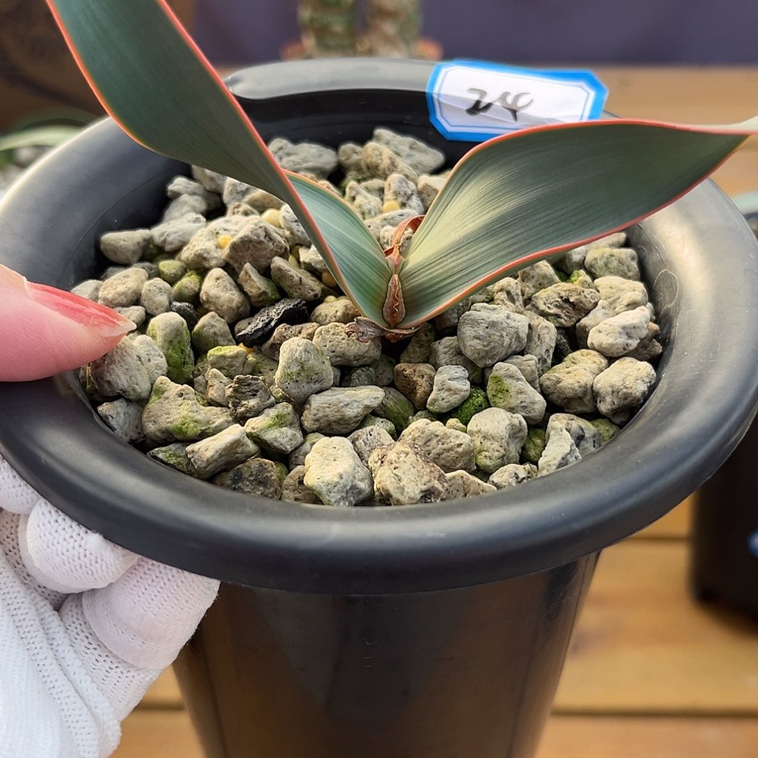 汤圆植物24百岁兰漂亮