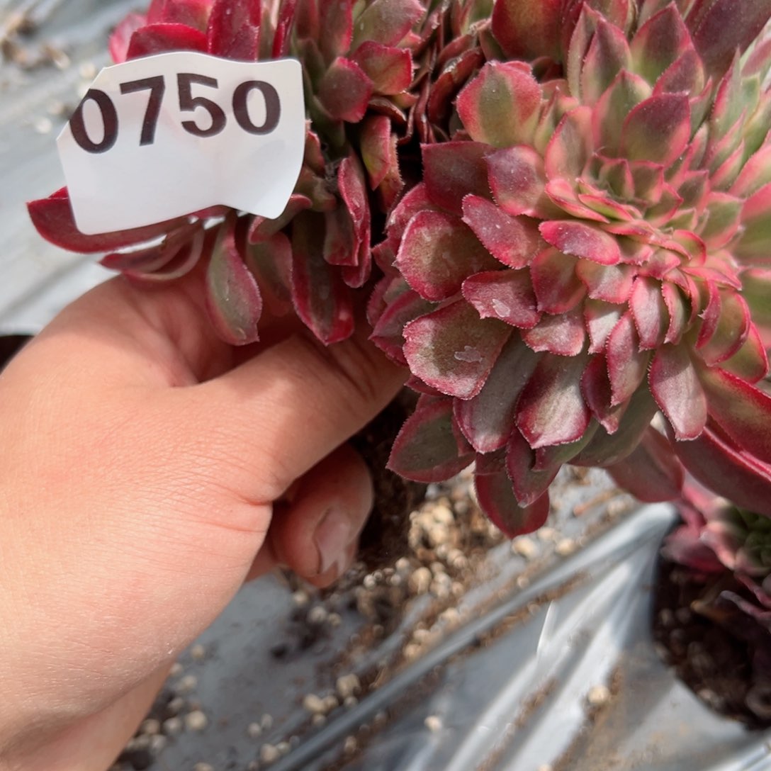 750 号多肉植物法师新年福利