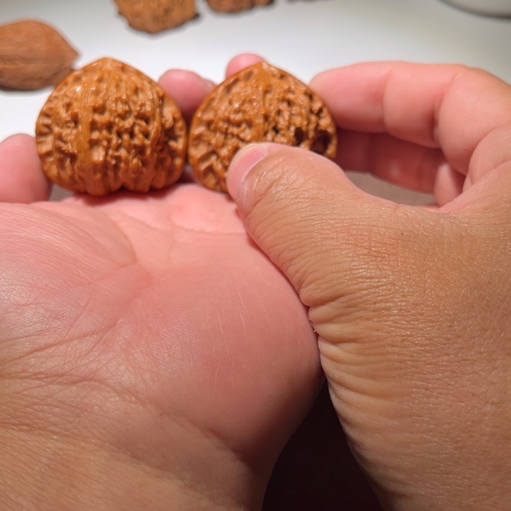 L***Y精品白狮子44尺寸