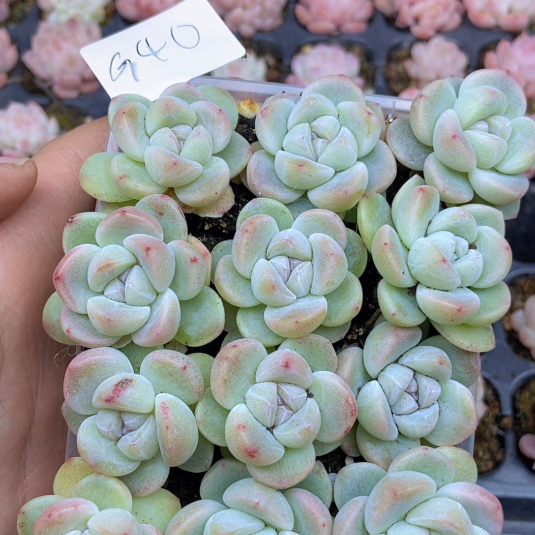 春泥家框拍链接G40