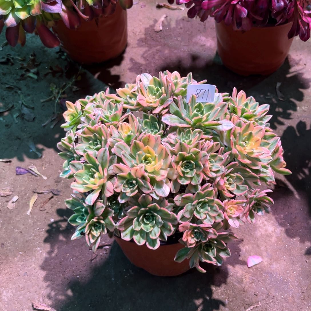 多肉植物甜茶871
