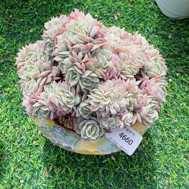昂缀，4660多肉植物