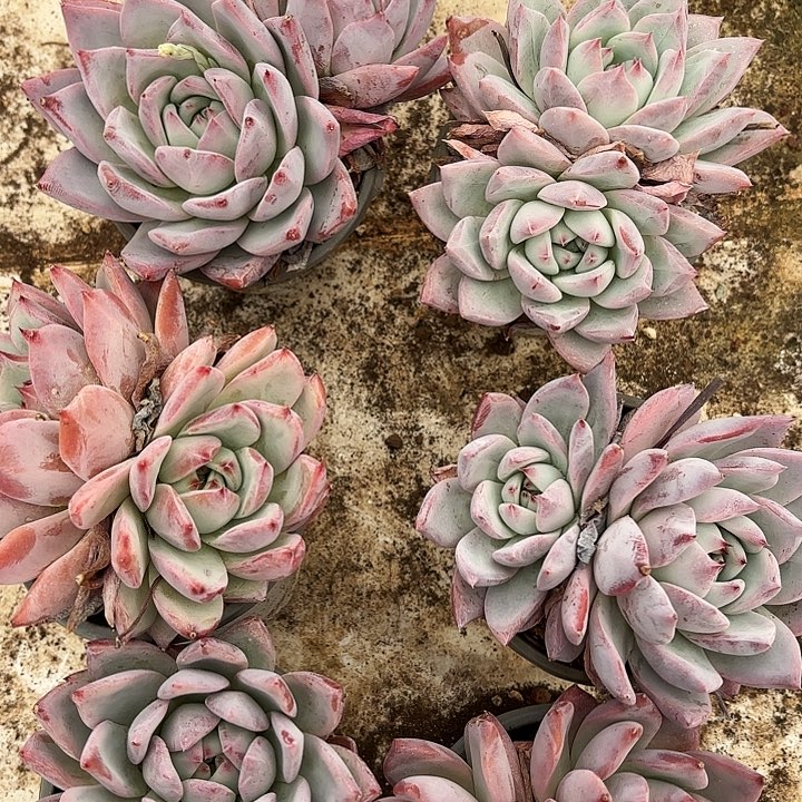 祖母绿双头（拍满18包邮）