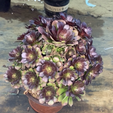 荷兰玫瑰多肉植物015