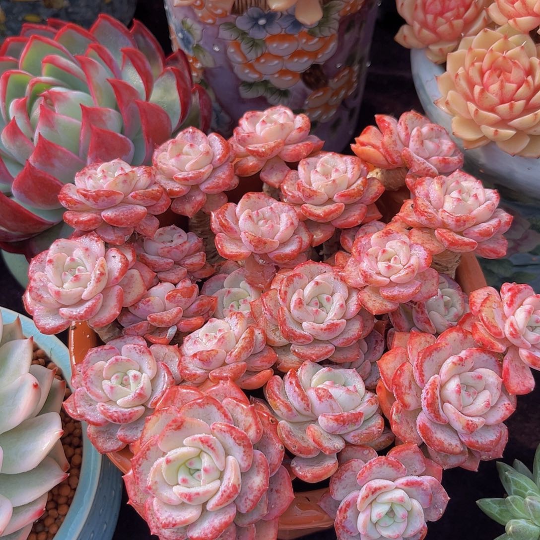 千山雪多肉植物多肉