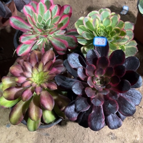 363多肉植物组合量拍