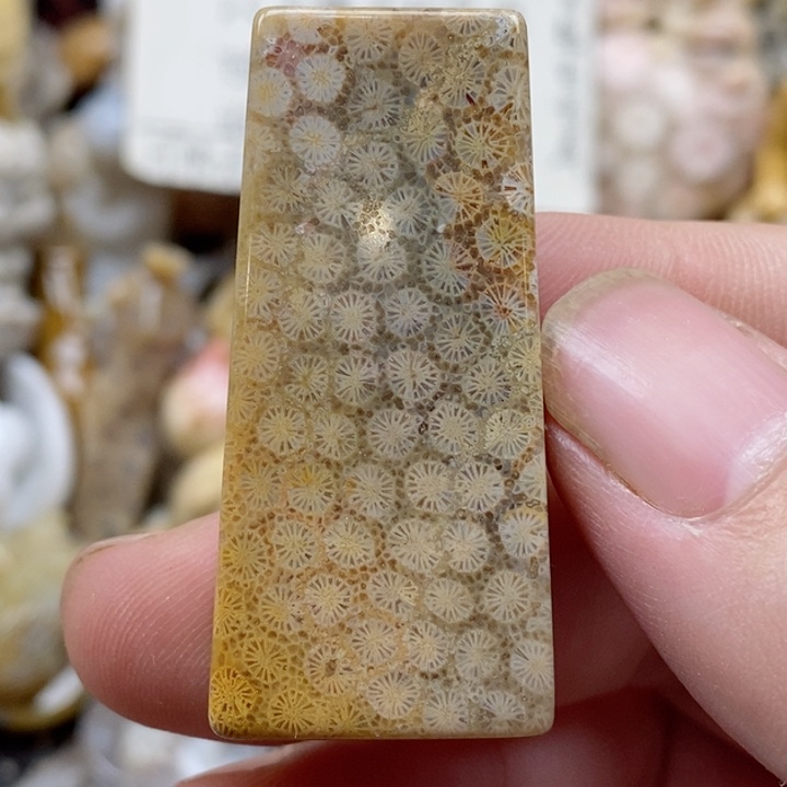 颈饰未镶嵌硅化珊瑚（珊瑚玉）小