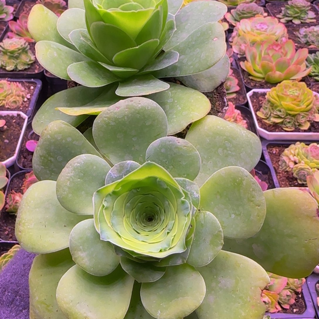 2颗113434343537676868656