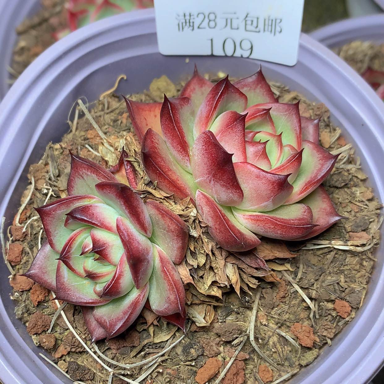 【闪购商品】云109号