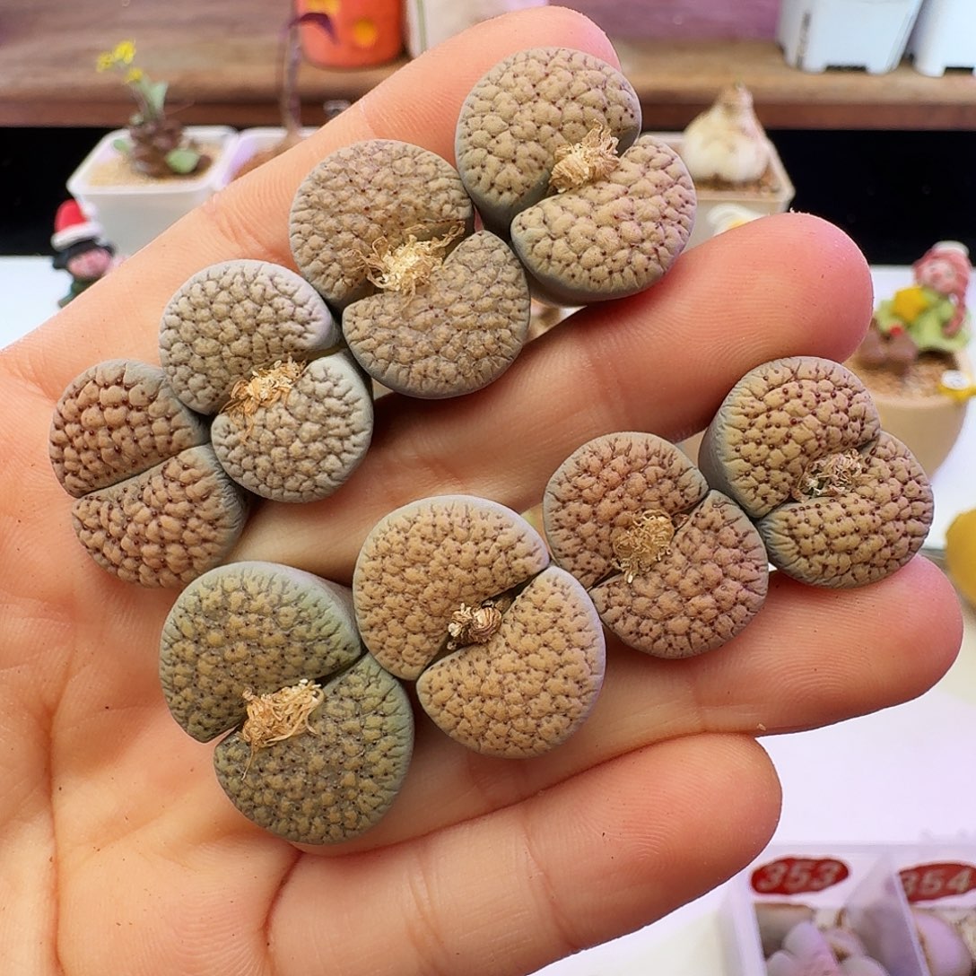 多肉植物福利肉锥