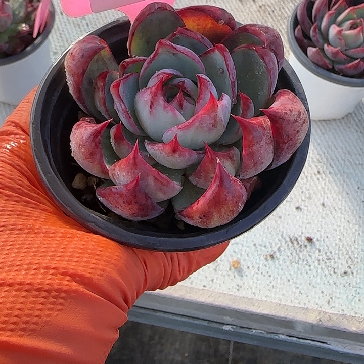 珍***在49 惊鸿仙子多肉植物6-9cm