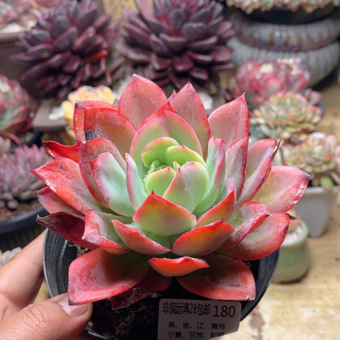 【闪购商品】180绮罗