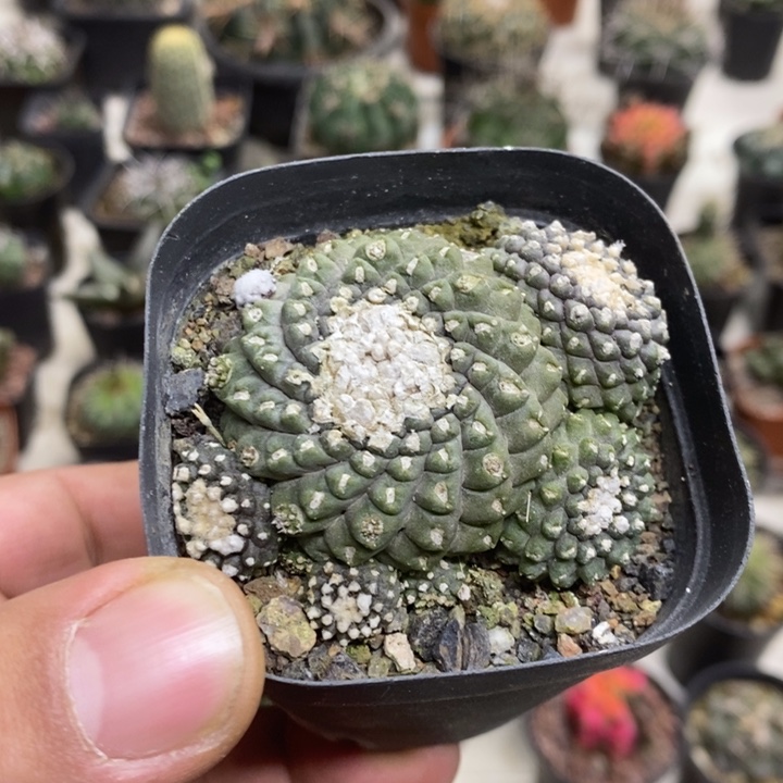 墨碟特价福利特价