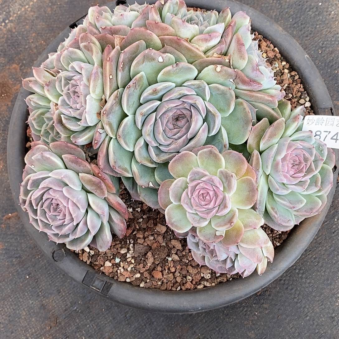 秋***歌3874叶伤不售后/23厘米