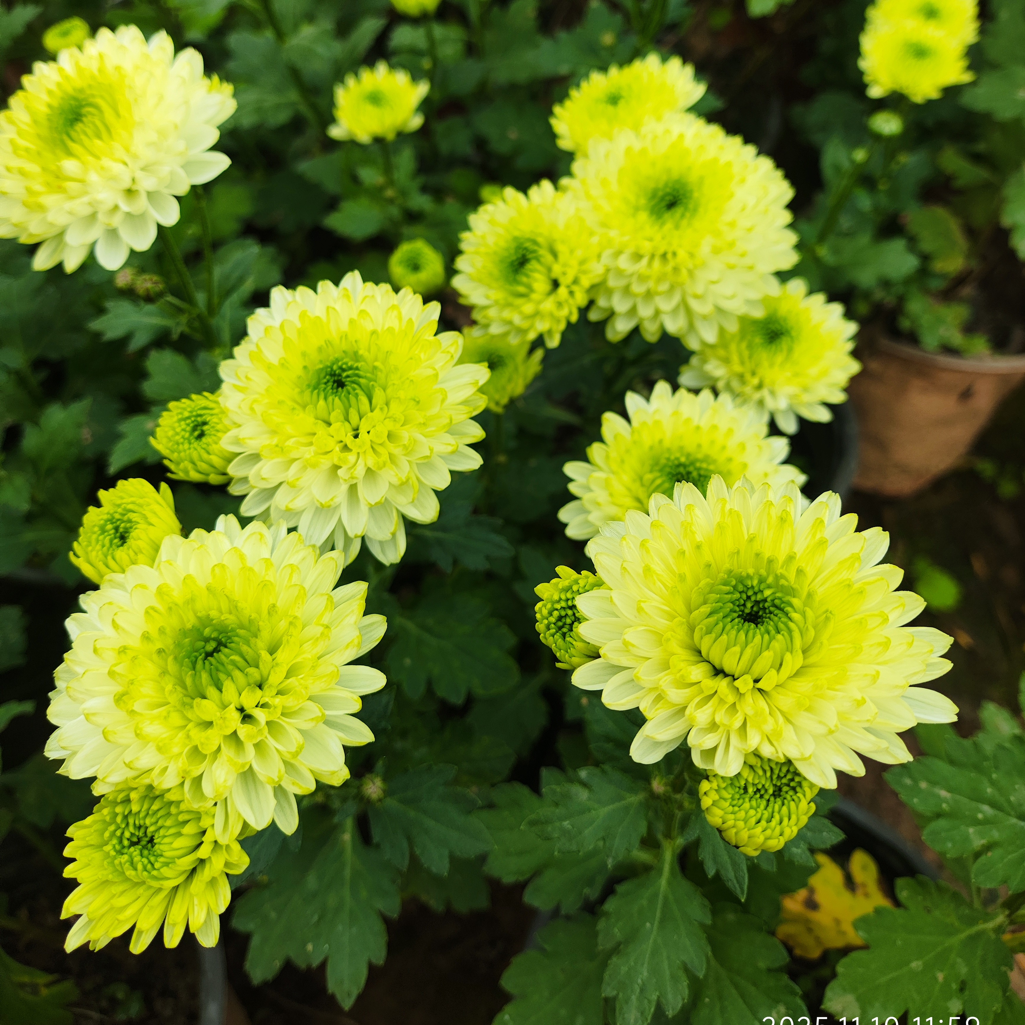 小菊 清茶 盆栽 150规格（花期已过，性价比低，慎拍）