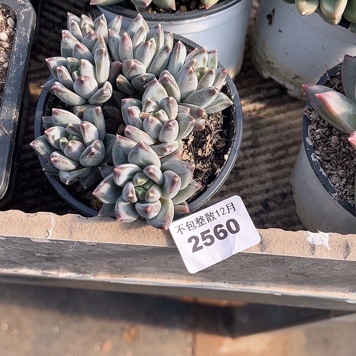 ᴥ****阿雅园艺。      2560