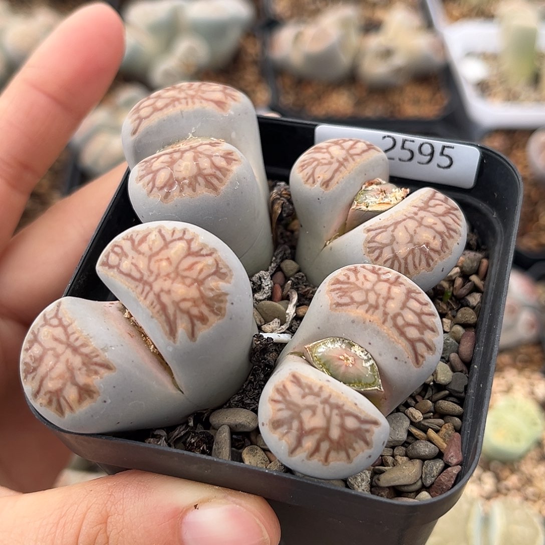 一物一拍菊母本2595