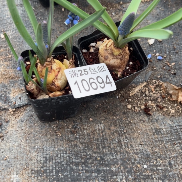 风信子694，一物一拍带盆