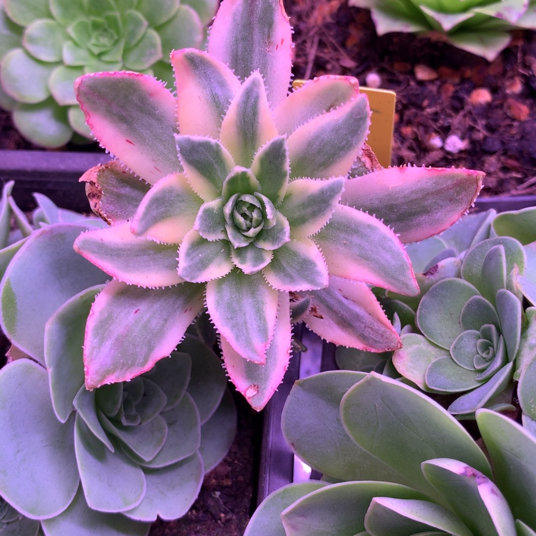 小***珑一物一拍星辰福利888