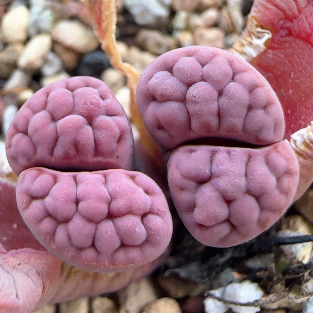 3。6。 7006。 阿克赛尔玫瑰。   