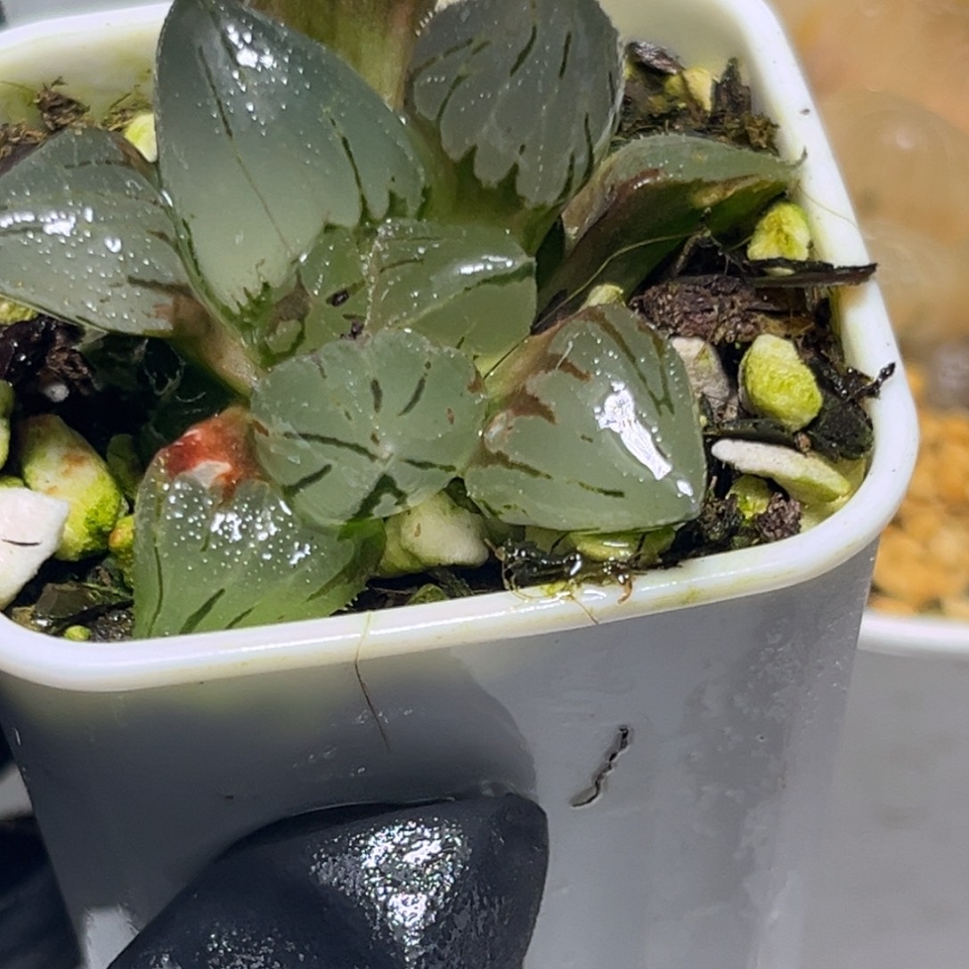 恭喜发财大吉大利0153