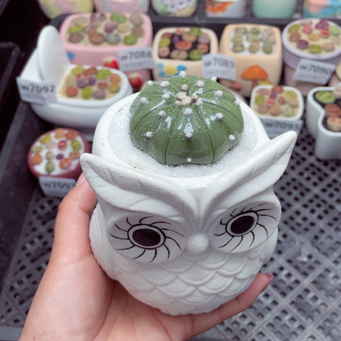 w7098 -零下地区拍保温箱-15支持寄养