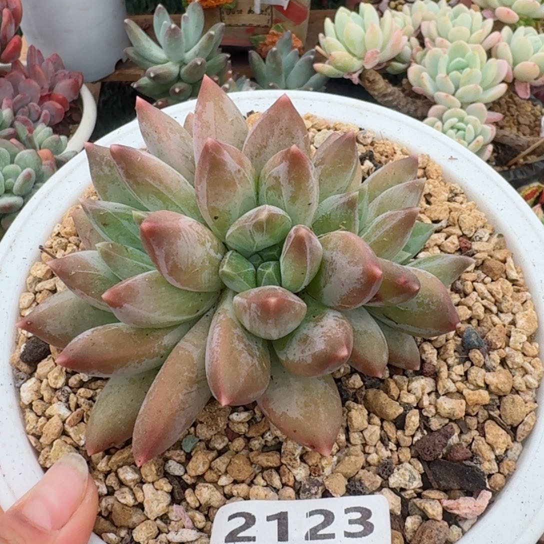 2123一物一拍（满28包邮）