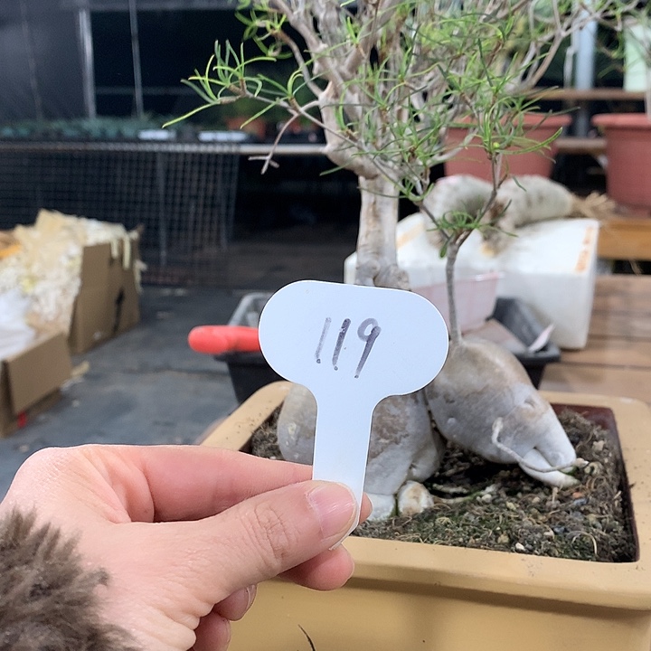 敬*河119柳叶麒麟哈哈哈哈哈哈哈