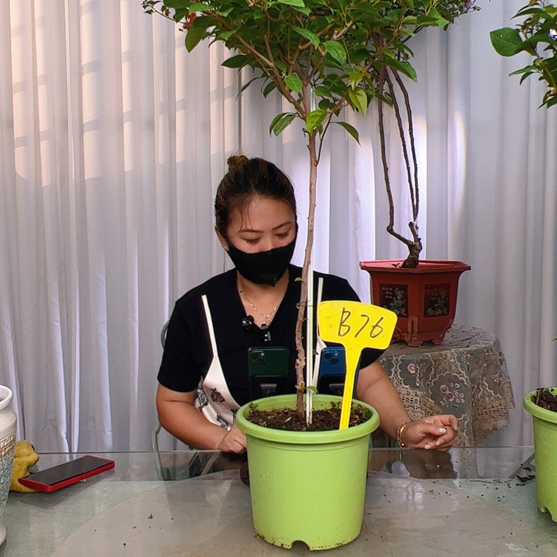 当前无花栽培后可以开花古*B76金发女郎