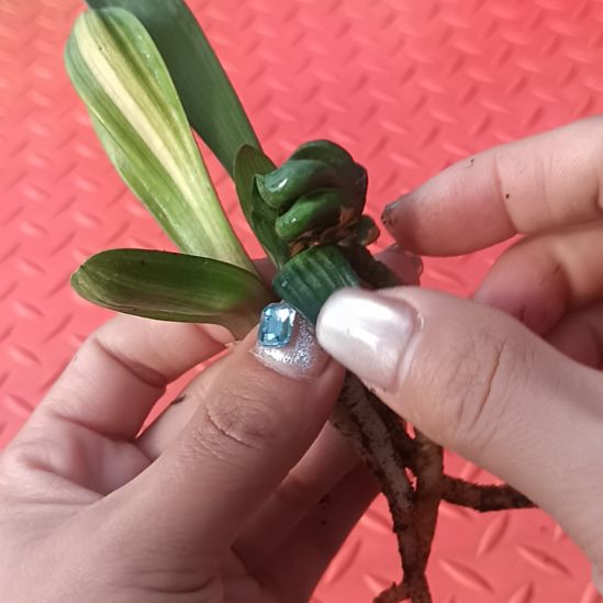 特色花卉君子兰小苗