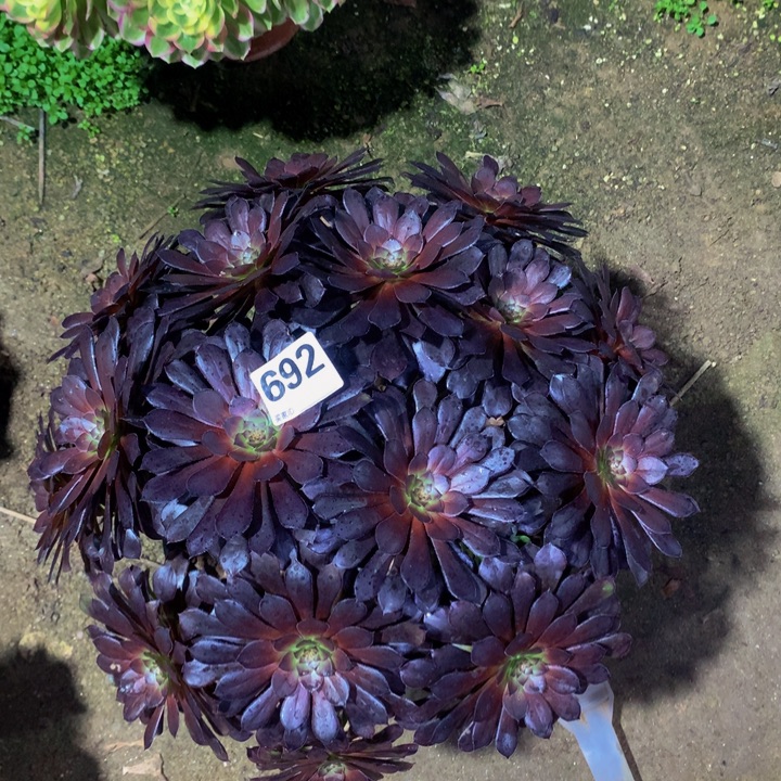 无花朵黑铜6920000000