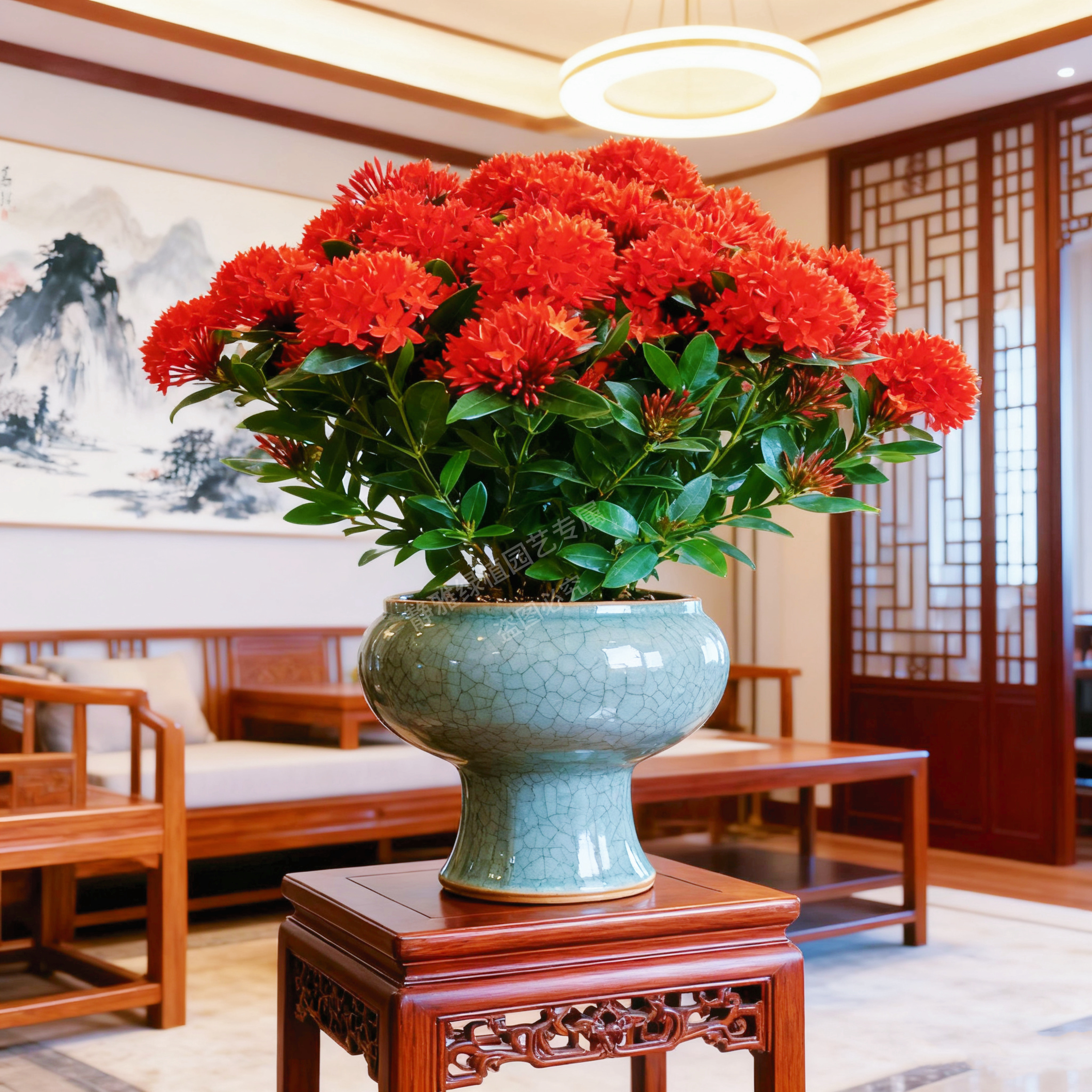 【250加大尺寸-40-60个花球】小叶龙船花室内绿植四季开花净化空气