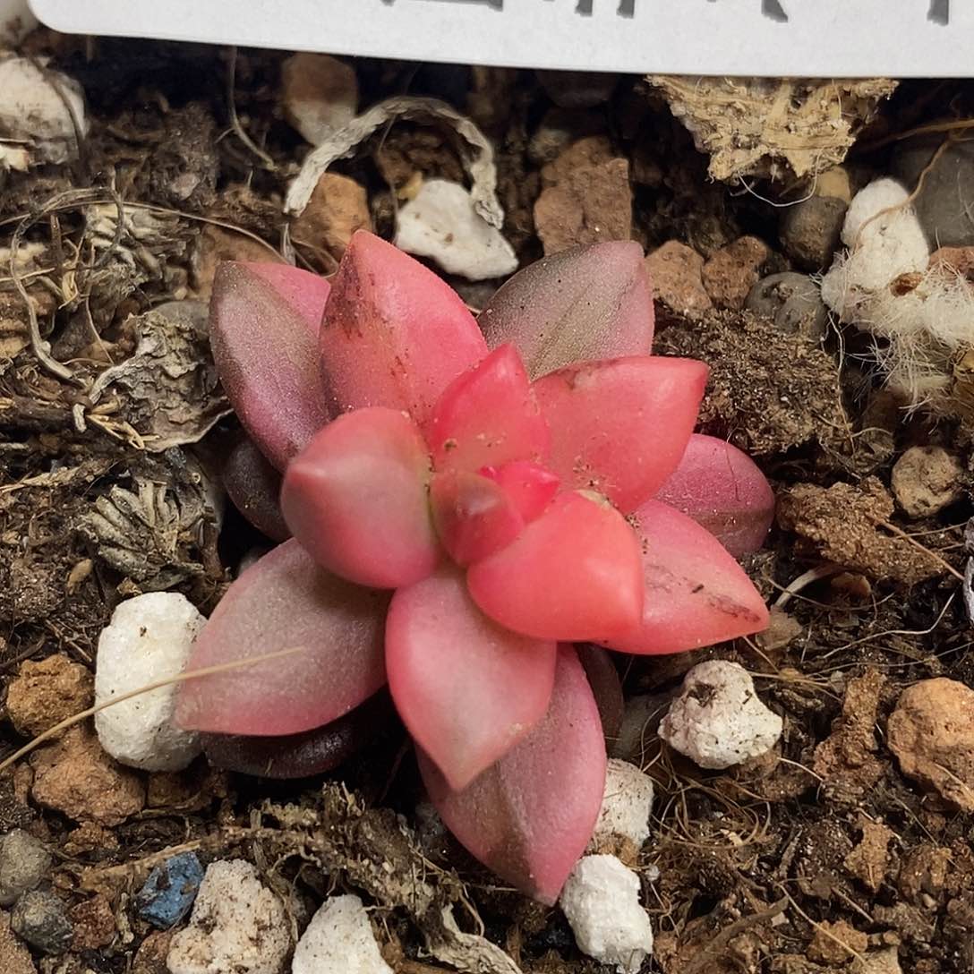 524黑美人锦  小方花圃一物一拍