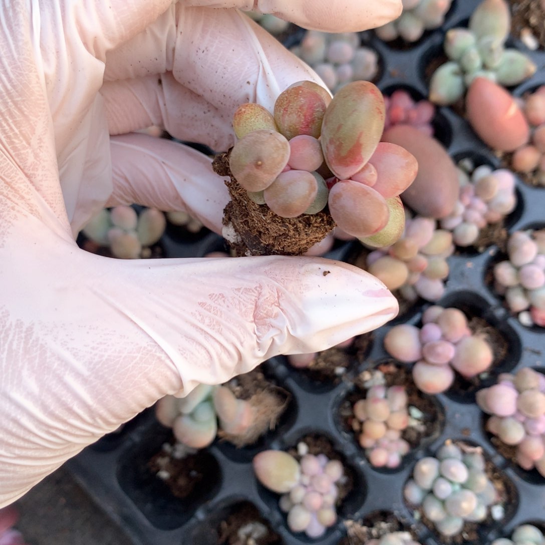 糖果奶酪多肉糖果锦