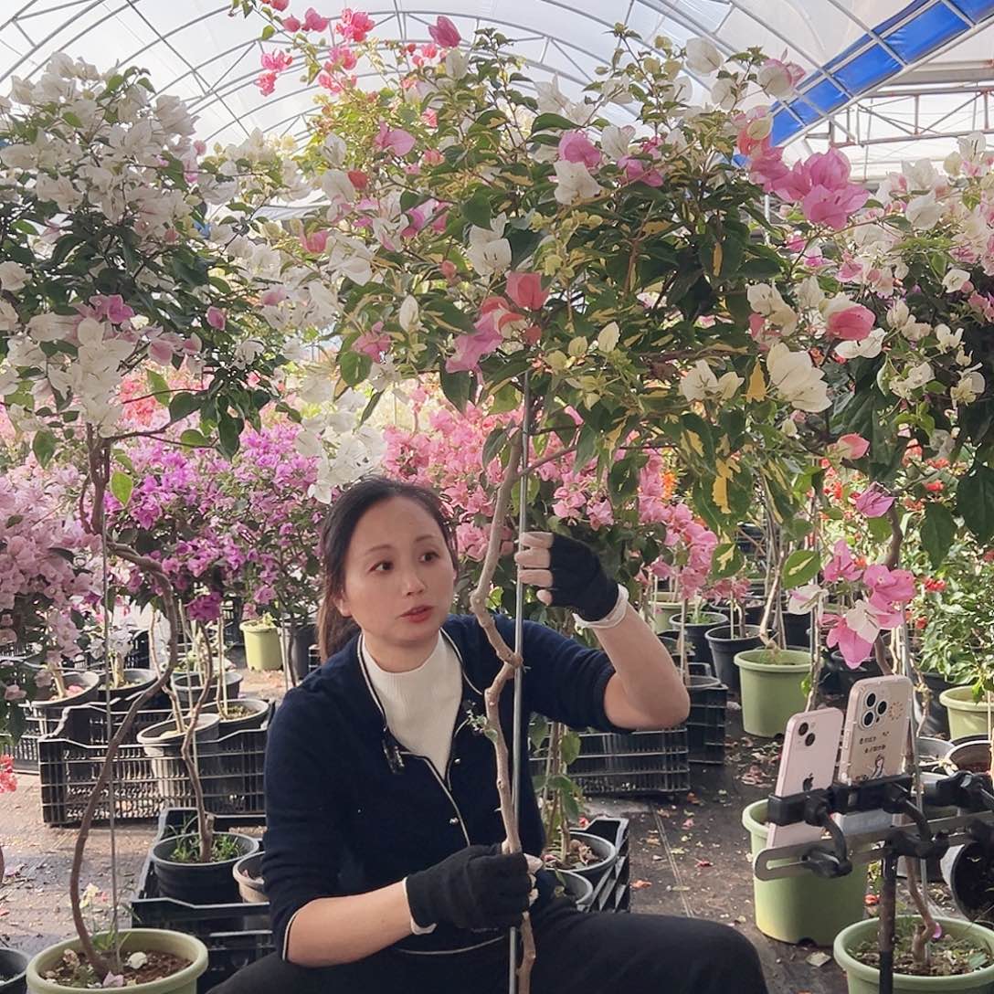 小***腐大部分花苞少量开放H83橙白