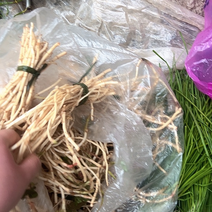 8把折耳根8中国大陆