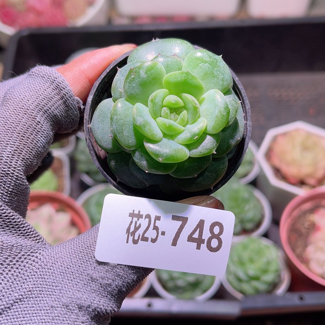 花25-748朝露珍妮