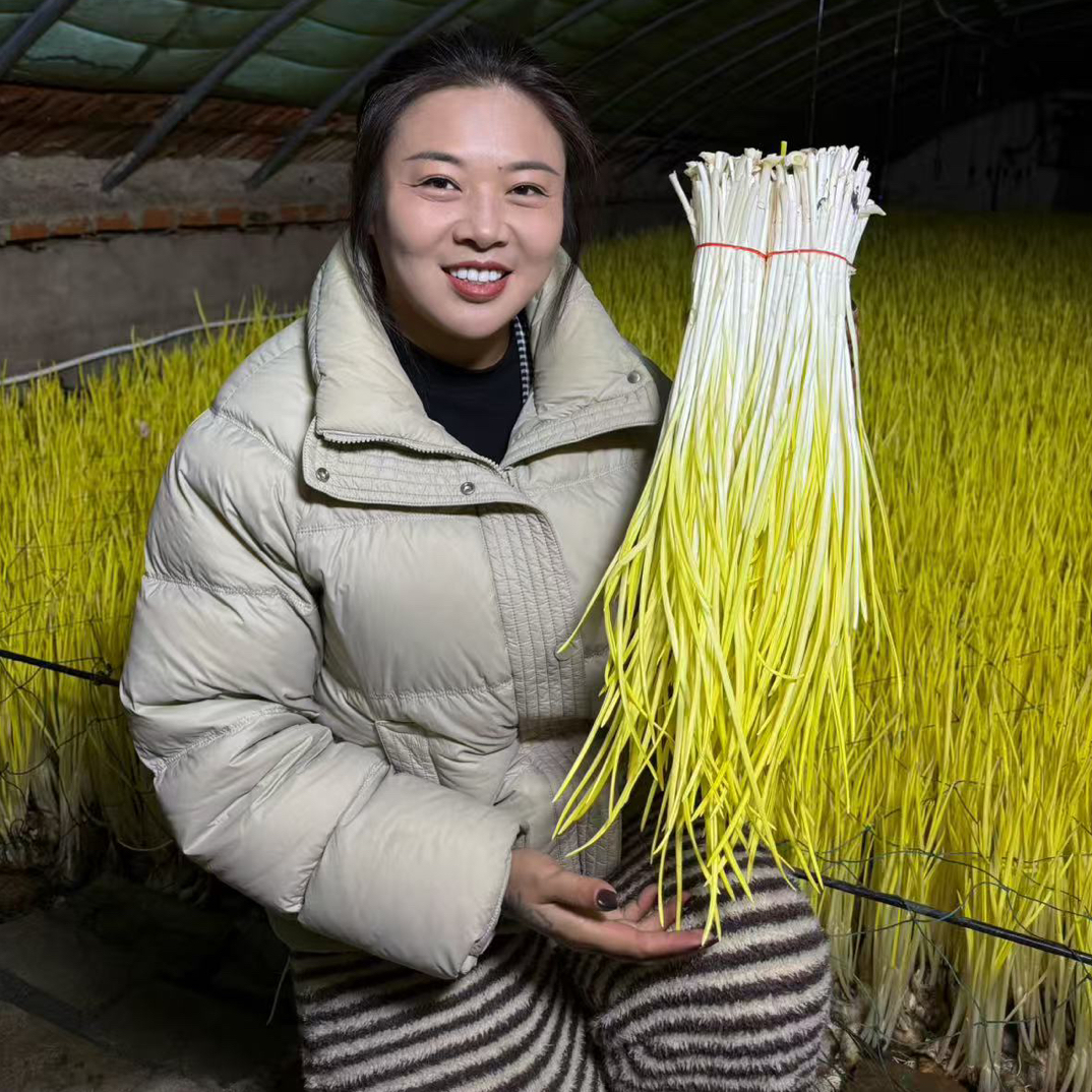 天津本地暖棚 新鲜蒜黄 现割现发 京东或顺丰包邮