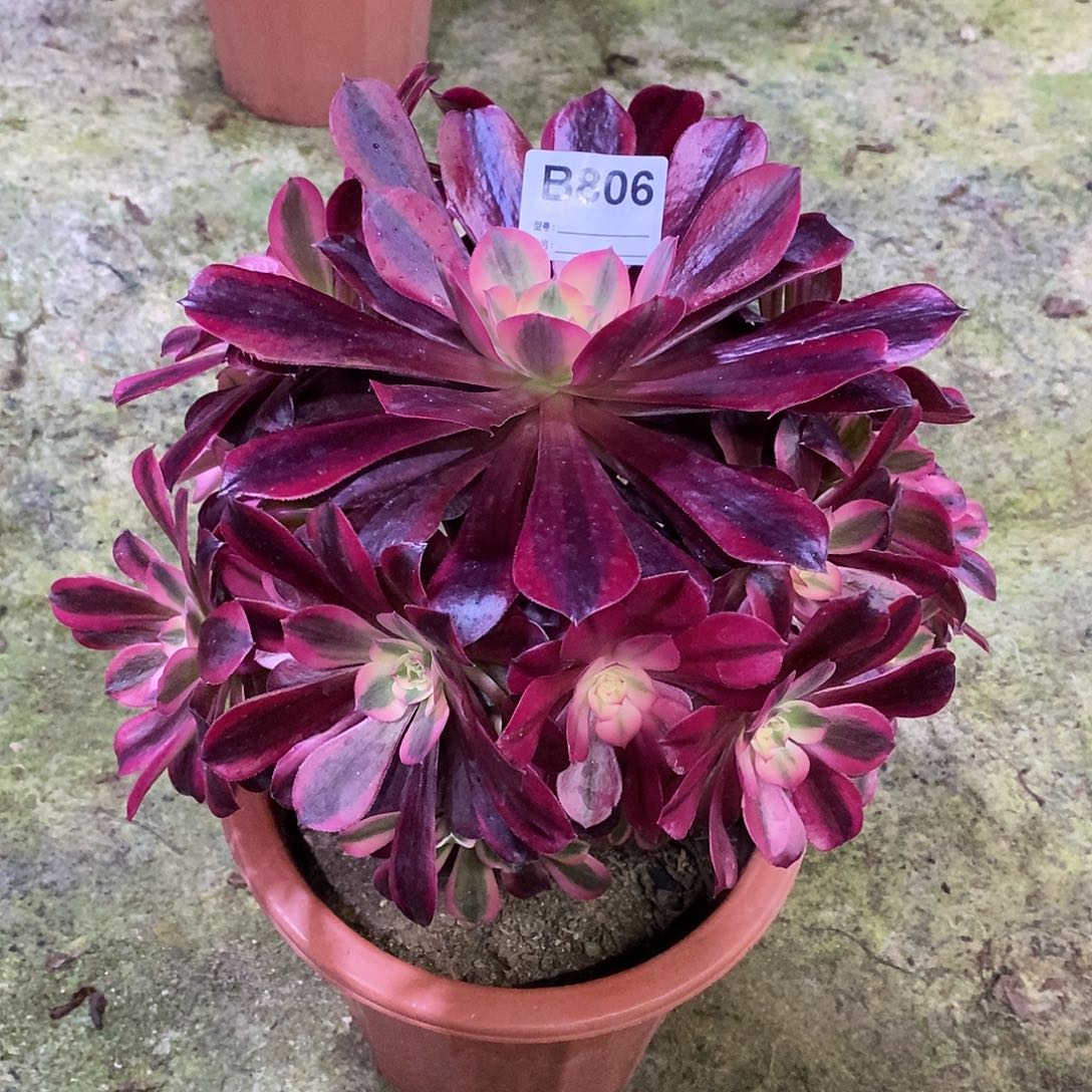 美杜莎多肉植物806