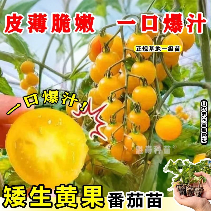 盆栽矮生番茄苗秧四季阳台春秋樱桃小西红柿圣女果种子山东寿光