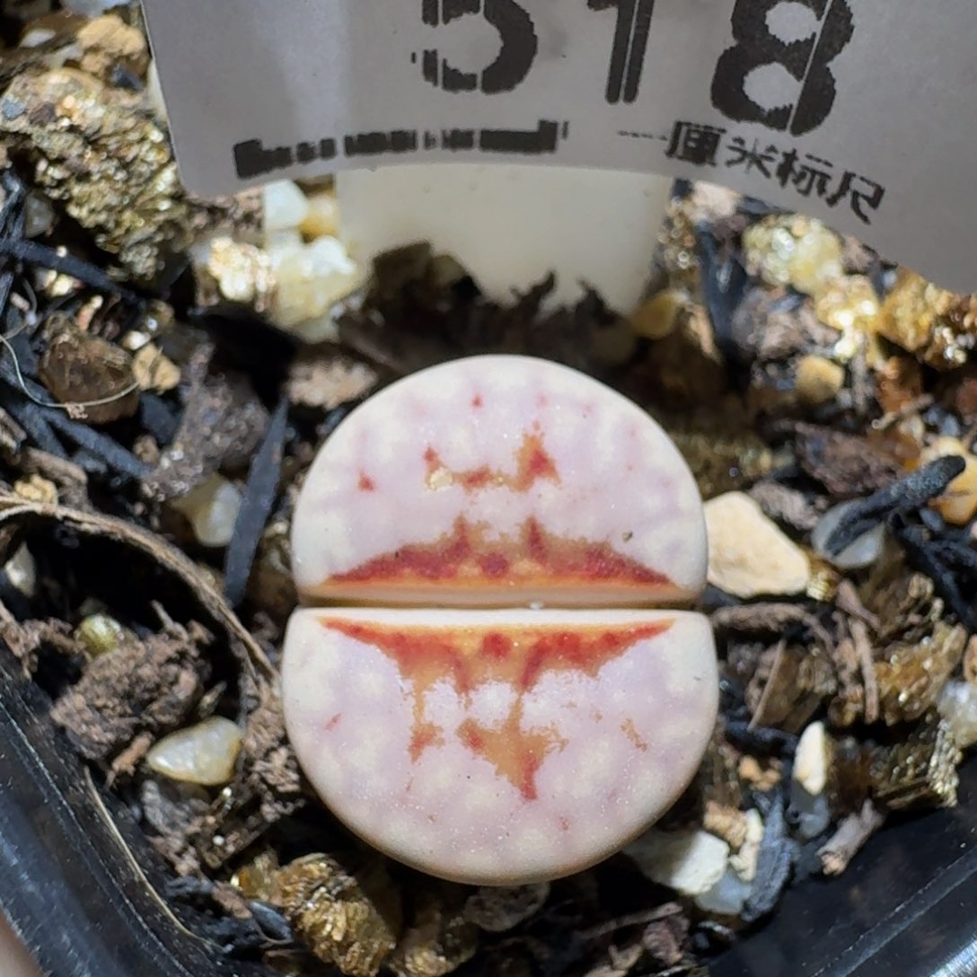 zzzz生石花肉锥子518