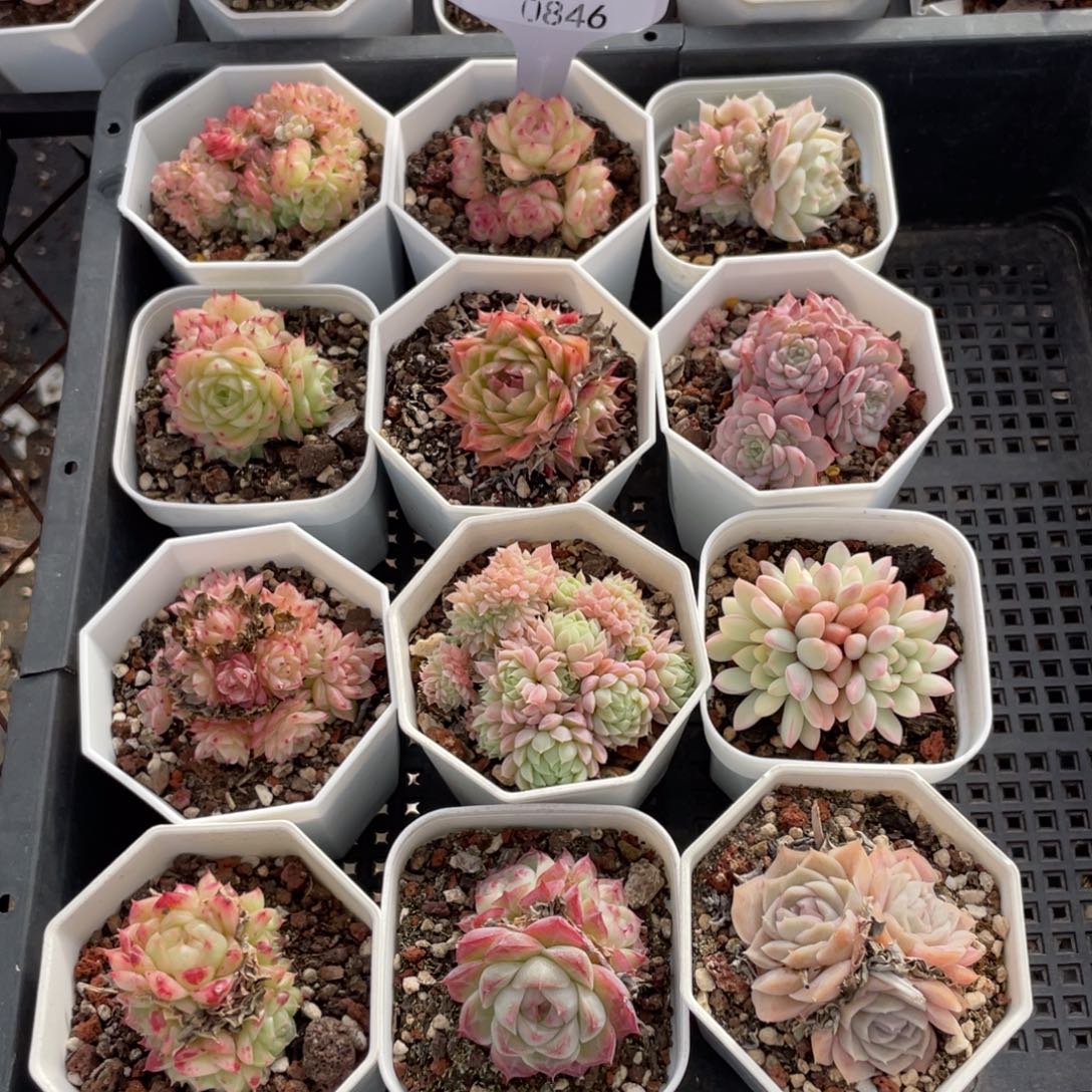 不包整散 盆子不售后0846