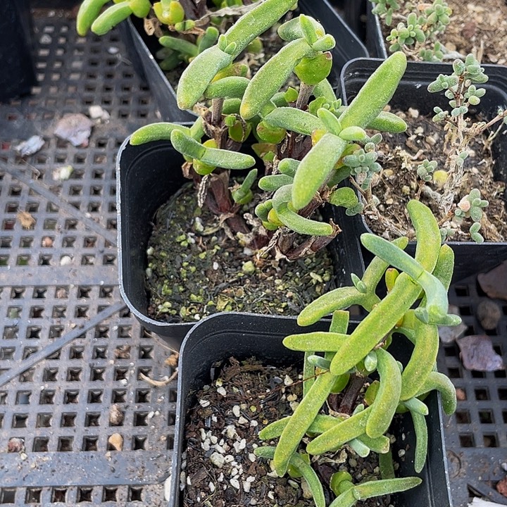 兔子枝干带盆土发