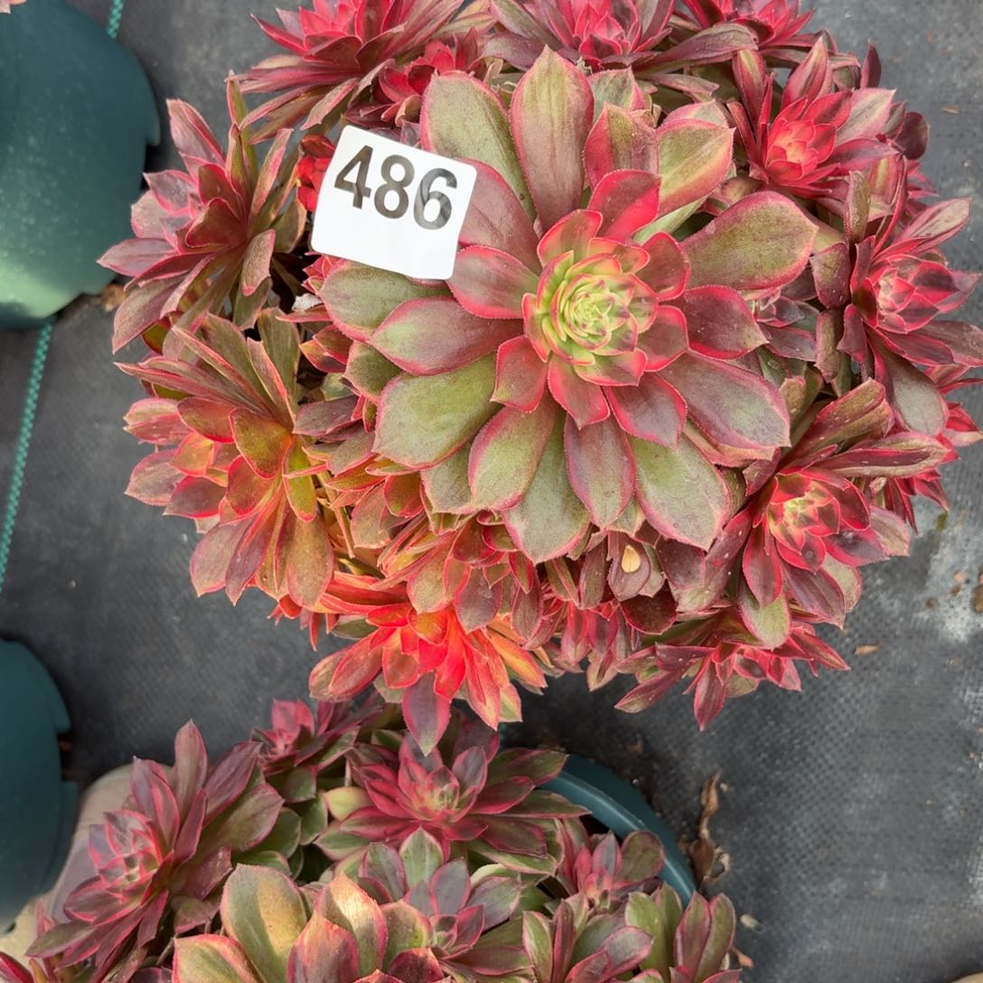 486黑膜锦多肉植物福利