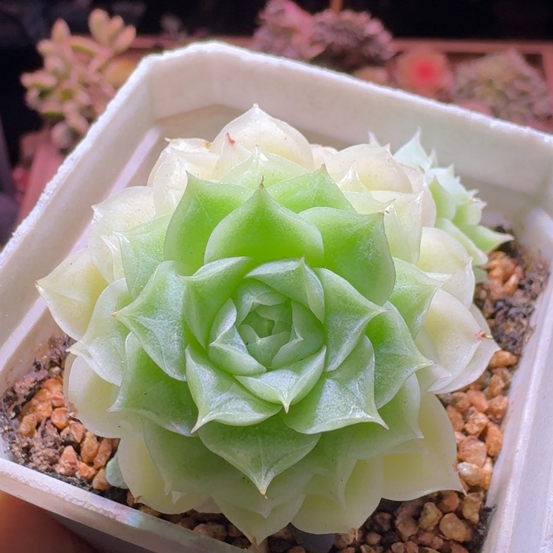 2麦秆白底哈哈哈哈哈