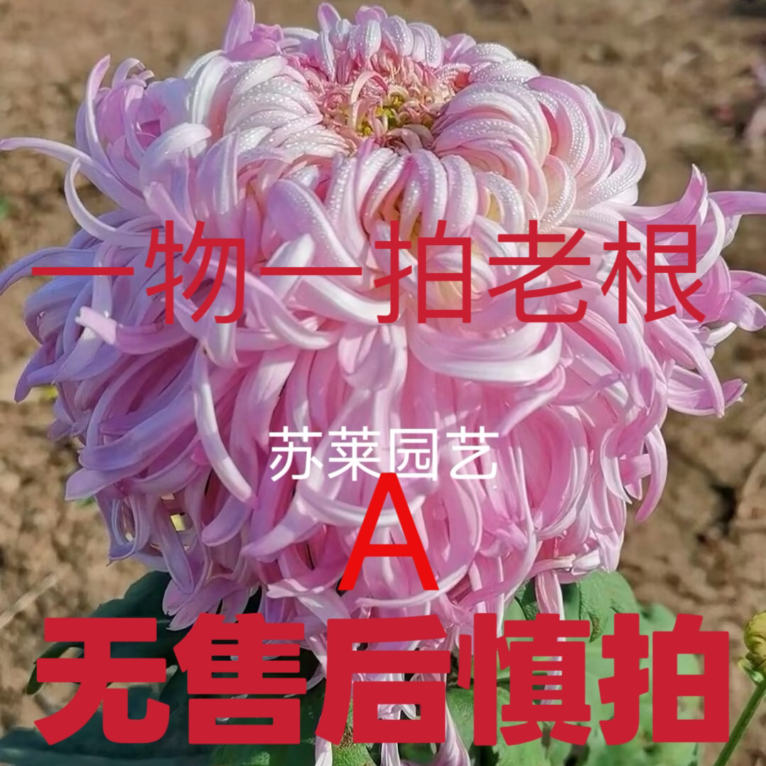 菊花老根 根苗 只卖老根无售后一物一拍