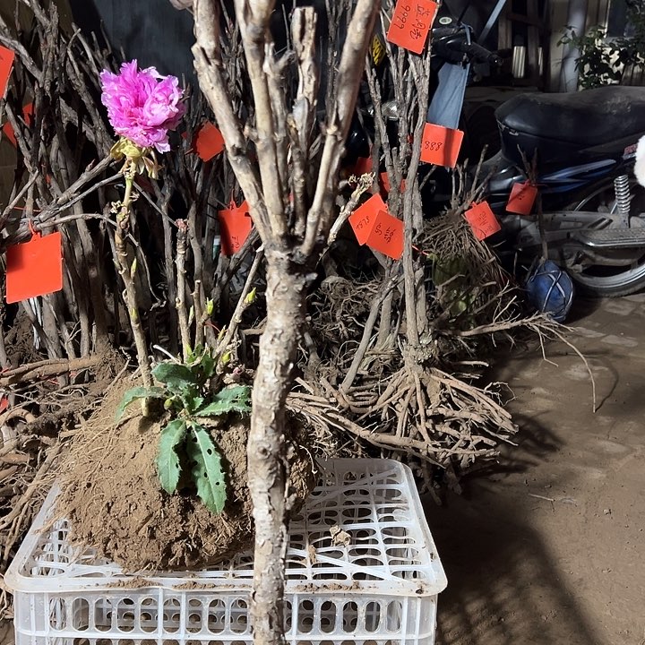 《***语完全开放芳纪大颗